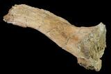 Hadrosaur (Edmontosaurus) Spinous Process - South Dakota #145893-3